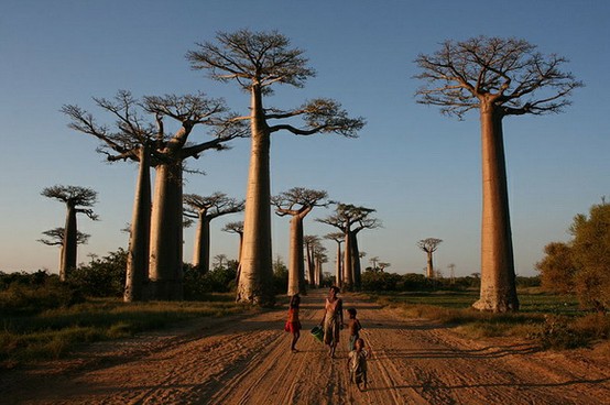 Photo:  Avenue of the Baobabs
